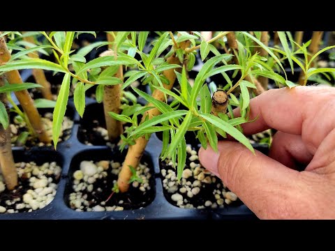 Видео: Как размножить плакучую иву с помощью обновлений