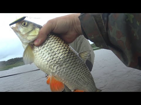 Видео: ZipBaits Raphael - охотник на крупных голавлей и жереха. Ловля летом на перекате 2022