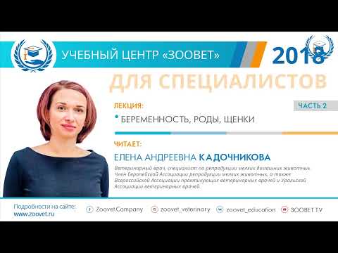 Видео: Елена Андреевна КАДОЧНИКОВА в УЦ «Зоовет» | ч. 2
