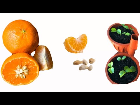 Видео: Мандарин🍊Алғашқы жапырағы үй жағдайында шықты👏2- бөлім #мандариндәні #мандаринөсіру #бөлмегүлдері