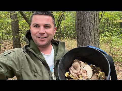 Видео: СИНЯКИ! Збір грибів у Києві!