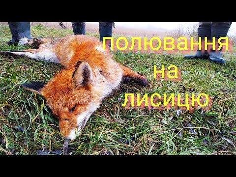 Видео: Полювання на лиса Fox Hunting 🦊