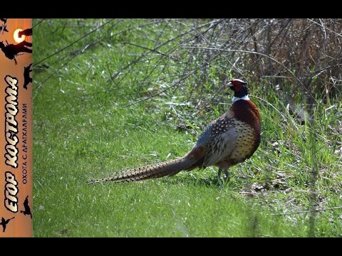 Видео: Открытие охоты на фазана. Октябрь 2021г.