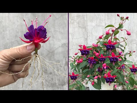 Видео: Советы по размножению фуксии из цветочных бутонов