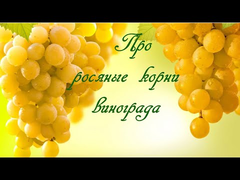 Видео: Про росяные корни винограда