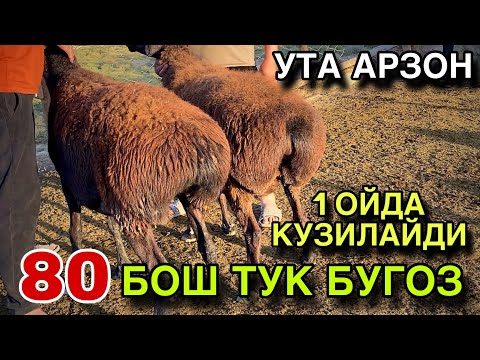 Видео: 80 БОШ ХАКИКИЙ ДЕХКОНДАН СОТИЛАДИ! ЕНДИ ФАКАТ АРЗОН БУЛАДИ! 