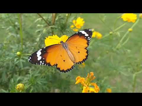 Видео: Олег Берез — Шутит осень в окне