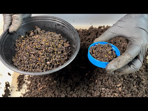 Видео: 4 фактора успеха Breeder Bin
