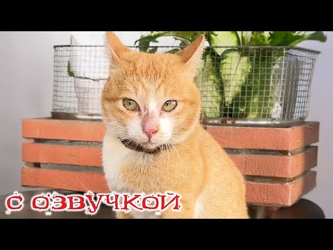 Видео: Приколы с котами! Смешные коты и собаки! С ОЗВУЧКОЙ! Самые смешные животные!