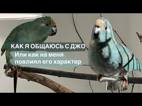 Видео: Продолжение истории Джо. Как же мы взаимодействуем. 
