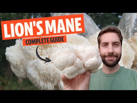 Видео: Ускоритель работы мозга? Волшебная сила ежовика гребенчатого (он же Hericium erinaceus)