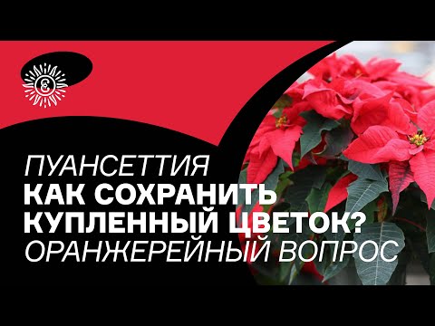 Видео: Пуансеттия. Как сохранить купленный цветок?