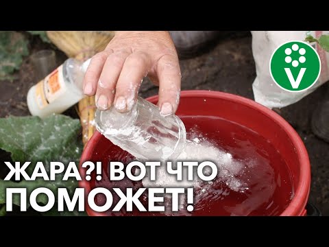 Видео: СПАСАЕМ РАСТЕНИЯ В ЖАРКУЮ ПОГОДУ! Простые и эффективные способы