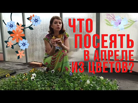 Видео: Что посеять в апреле из цветов?