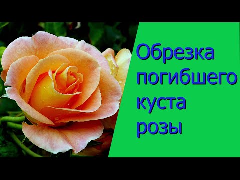Видео: Обрезка розы под ноль
