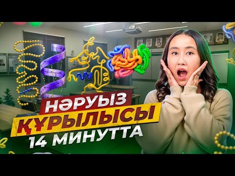 Видео: Нәруыз құрылысы 14 минутта | ҰБТ биология