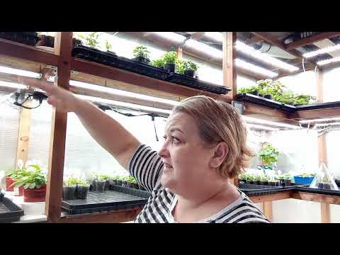 Видео: 🤑Фитолампы "QUANTUM LINE"от Минифермер.😍