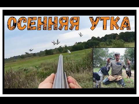 Видео: Осенняя ОХОТА на УТКУ! ТОЗ 34 и Брик.