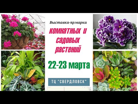 Видео: Выставка комнатных растений 22 и 23 марта 2024 г. Екатеринбург