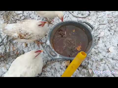 Видео: ❄🐇🐔Снежный покров 🌨❄