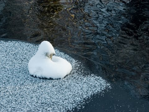 Видео: "Я РАЗЛЮБИЛА ВАС!"... (Фото Ирины Клименко (СПб) - Поёт Клавдия Шульженко)