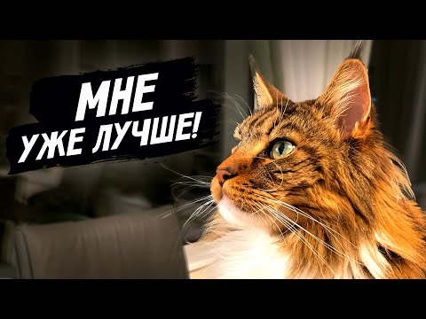 Видео: Кот Арчи поправляется, Кошка Анфиса рулит!
