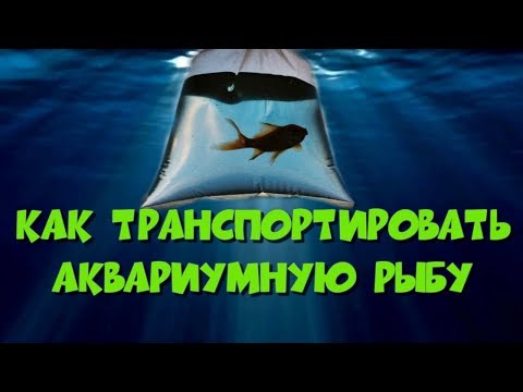 Видео: Как транспортировать аквариумную рыбу.