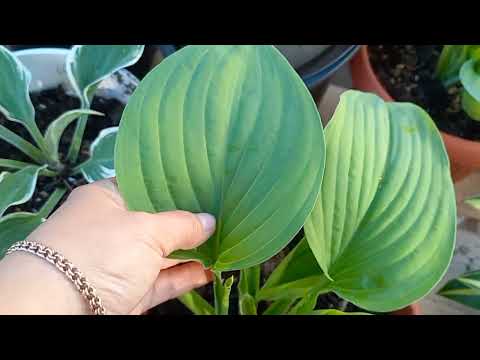 Видео: Обзор хост от фирмы колорлайн..