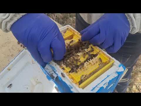 Видео: Огляд нуклеуса в котрому зберігались протягом 2-х тижнів бджолині матки. (01.11.2025 р.)