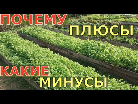 Видео: СИДЕРАТЫ. ОСОБЕННОСТИ использования. Какие СИДЕРАТЫ ЛУЧШЕ?