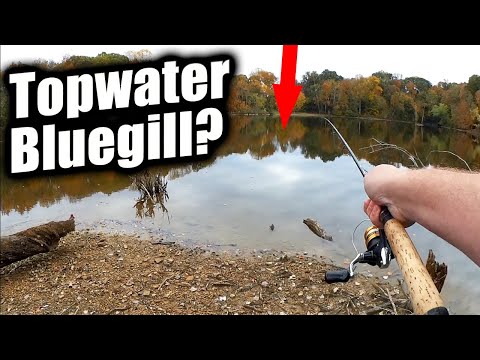 Видео: Рыбалка на синежаберного окуня на поверхности воды! Да, это нечто!