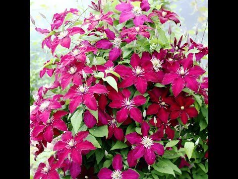 Видео: #КЛЕМАТИС зимой! Как укрыть и сохранить в холодных регионах страны!