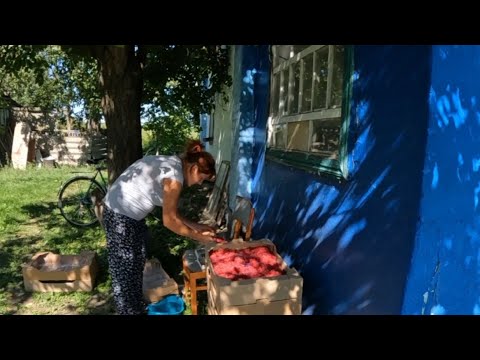 Видео: ЗАРОБІТОК НА МАЛИНІ - продаємо на свіжий ринок і сушимо малину гібридною сушкою.