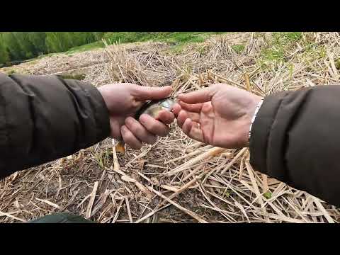 Видео: майский мормышинг в ближнем подмосковье