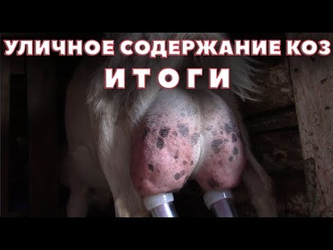 Видео: Уличное содержание коз - итоги