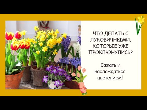Видео: ПОСАДКА ТЮЛЬПАНОВ И ДРУГИХ ЛУКОВИЧНЫХ В ДЕКАБРЕ! ПОЛУЧАЕМ ЦВЕТЕНИЕ В МАРТЕ!