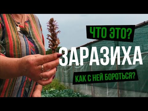 Видео: Заразиха. Что это такое? Невозможно побороть?