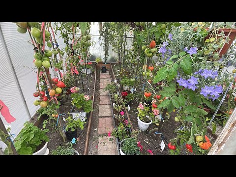 Видео: 🏡 Огородно-тепличный Vlog. Убираю остатки томатов с открытого грунта. Готовлю Пеларгонию на зимовку.