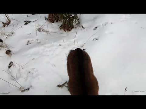 Видео: Гермафродизм от комолых родителей - правда или вымысел