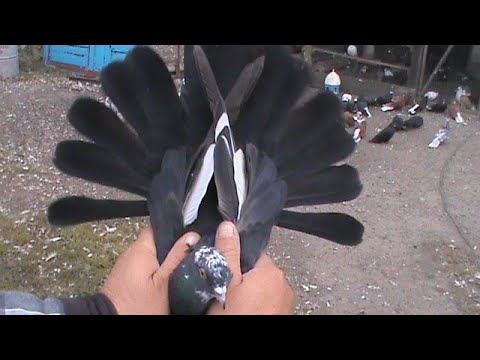 Видео: Продолжение