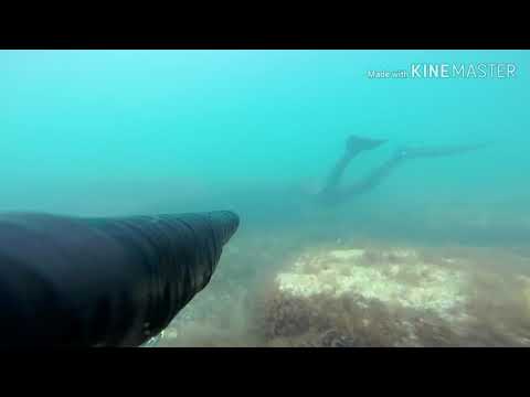 Видео: Подводная охота #Актау 5мкр. Ружье #Pelengas 70 magnum +