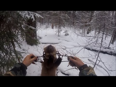 Видео: Охота на куницу.Куницы в капканах (Будни охотника и рыбака)