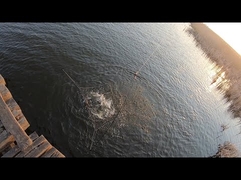 Видео: УДАЧНАЯ РЫБАЛКА НА ПАУК НА РАССВЕТЕ.ВОДА КИПИТ НА КАЖДОМ ПОДЪЁМЕ.ЧУДО-МОСТ СНОВА РАДУЕТ)))