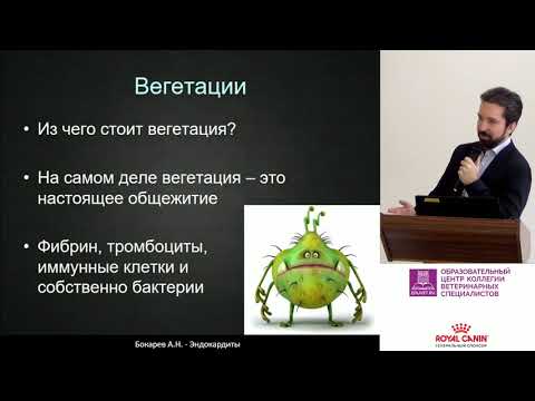 Видео: Бокарев А. Н. - Эндокардиты у собак и кошек