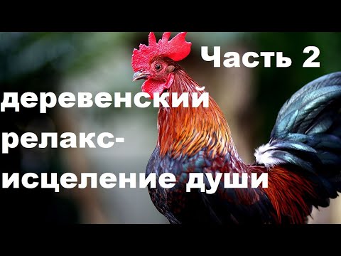 Видео: ПЕНИЕ ПЕТУХОВ И ДУШЕВНАЯ АТМОСФЕРА ДЕРЕВНИ ИСЦЕЛИТ ТЕЛО И ДУШУ , И ВЕРНЁТ РАДОСТЬ БЫТИЯ. ЧАСТЬ № 2