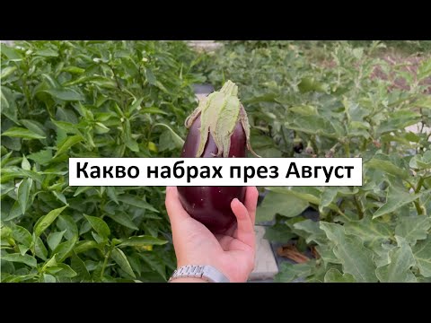 Видео: КАКВО НАБРАХ ПРЕЗ АВГУСТ | Къде е краставицата?!