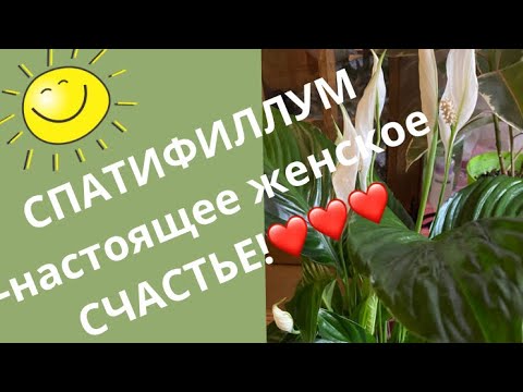 Видео: СПАТИФИЛЛУМ-НАСТОЯЩЕЕ ЖЕНСКОЕ СЧАСТЬЕ!❤️