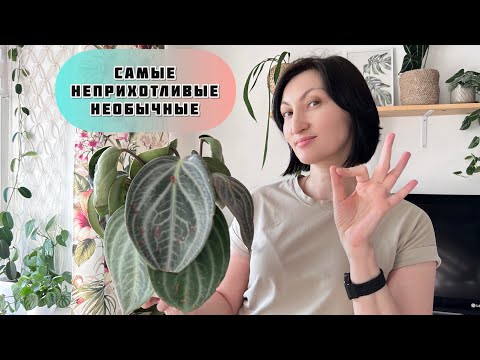Видео: ТОП 6 несложных и эффектных комнатных цветов!!! Выбирай любой и не парься.