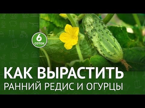 Видео: Как вырастить ранний редис и огурцы. 6 соток 18.04.2022