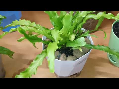 Видео: Последствия пересадок и уборки. Новогодние Сухарики)